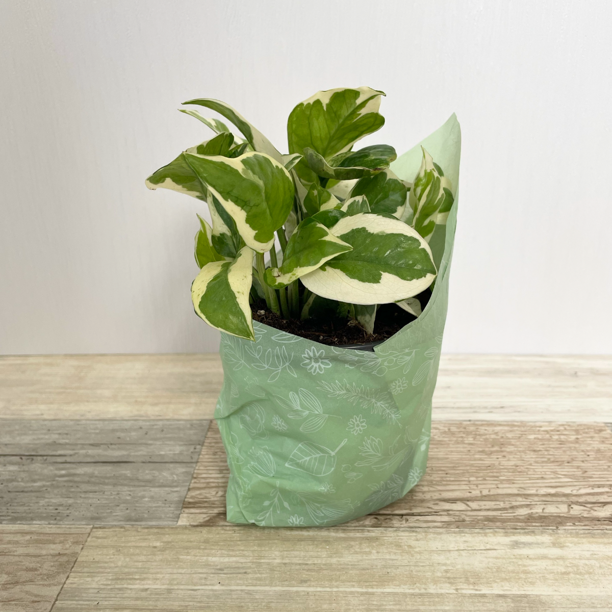 plant house warming gift House Warming Gift Basket ~ Small