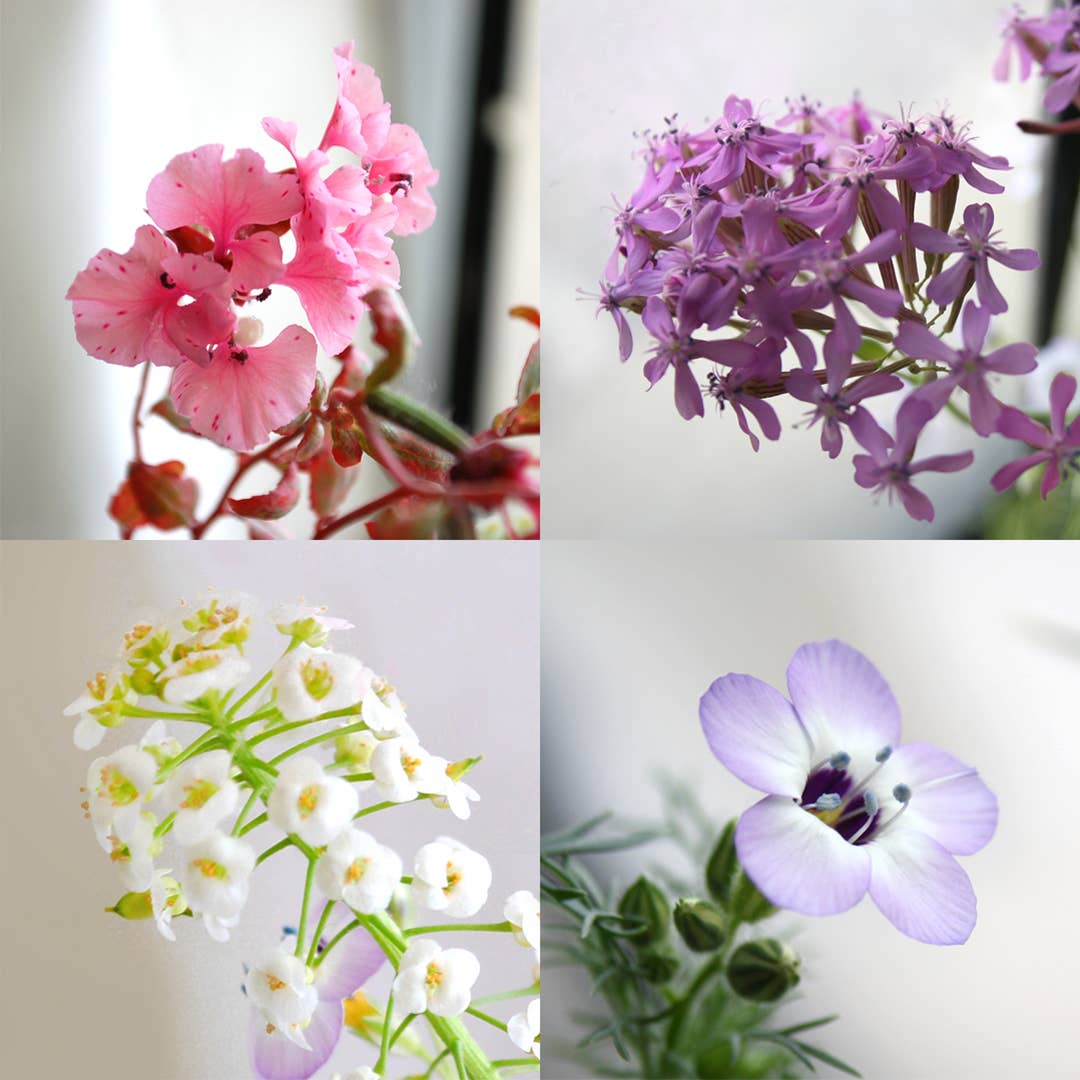 Plantable Seed Paper Birthday Card | Make a wish