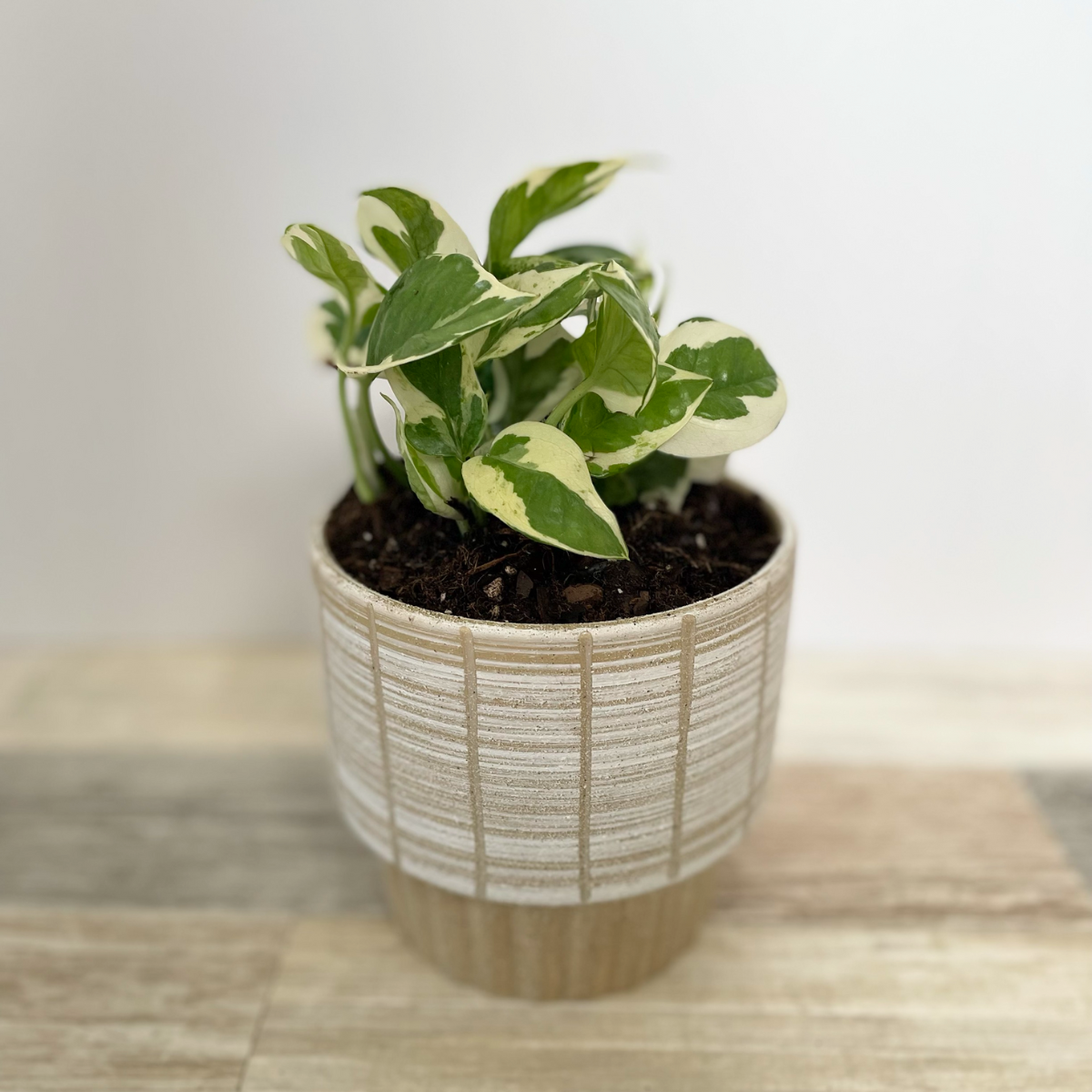 plant for house warming House Warming Gift Basket ~ Large
